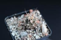 Echinocactus polycephalus VZD 661